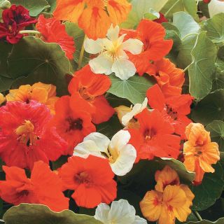 Jewel Mix Nasturtium Thumbnail